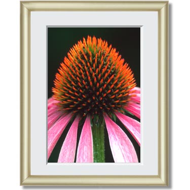 Featured Print