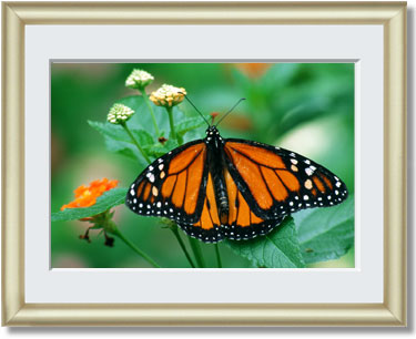 Featured Print