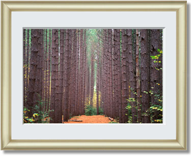 Featured Print