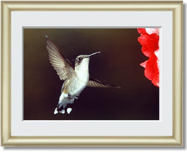 Featured Print