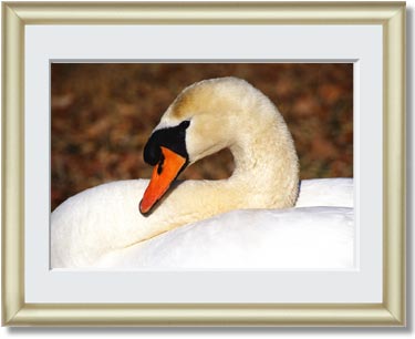 Featured Print