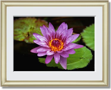 Featured Print