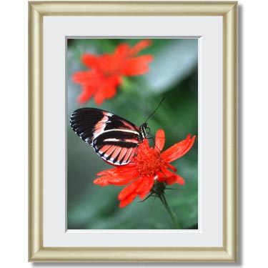 Featured Print
