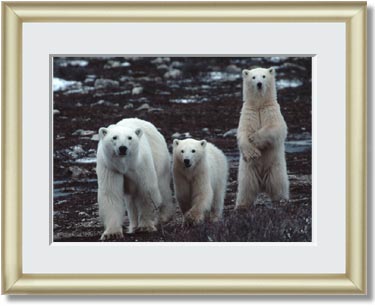 Featured Print