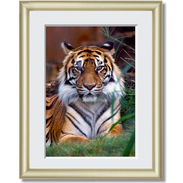 Featured Print